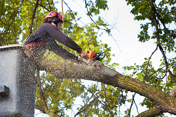 Best Tree Root Removal  in Savannah, MO